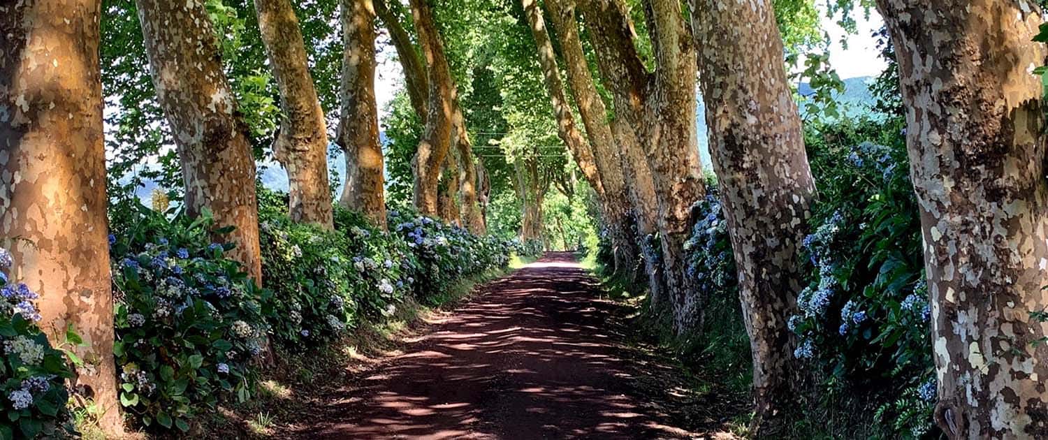 Azores Paradise Bike Tour
